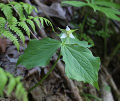 Trillium tschonoskii
