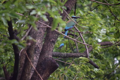 Eumomota superciliosa