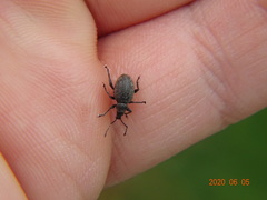 Peritelus sphaeroides