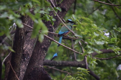 Eumomota superciliosa