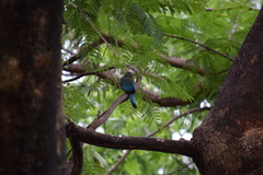 Eumomota superciliosa