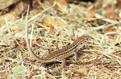 Psammodromus occidentalis