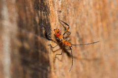 Heteroptera