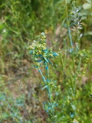 Galium