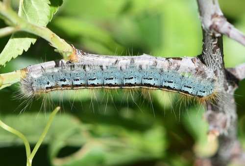 Western Tent Caterpillar Moth