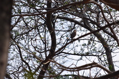 Rupornis magnirostris