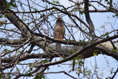 Rupornis magnirostris