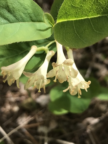 Utah Honeysuckle