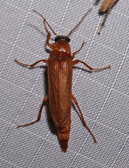 Selonodon