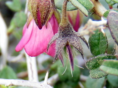 Hermannia grandiflora