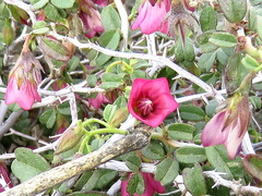 Hermannia grandiflora