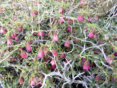 Hermannia grandiflora