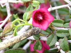 Hermannia grandiflora