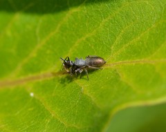 Tutelina similis