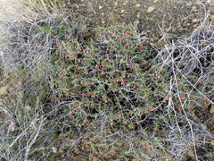Hermannia grandiflora