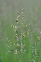 Festuca valesiaca