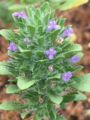 Pogogyne zizyphoroides