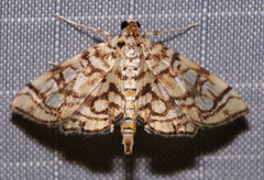 Lygropia