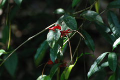 Aeschynanthus bracteatus