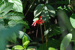Aeschynanthus bracteatus