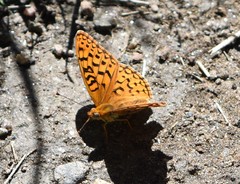 Speyeria coronis halcyone