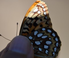 Speyeria coronis halcyone