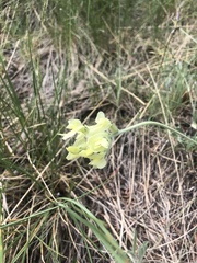 Oxytropis campestris