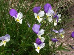 Viola lutea