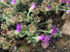 Drosanthemum archeri
