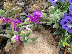 Drosanthemum archeri