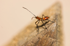 Heteroptera