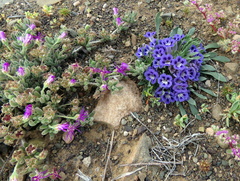 Drosanthemum archeri