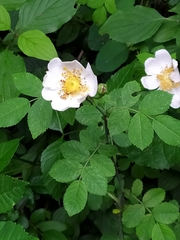 Rosa arvensis