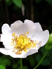 Rosa arvensis