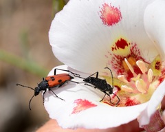 Anastrangalia laetifica