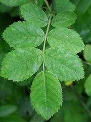 Rosa arvensis