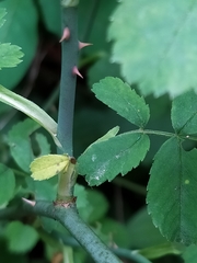 Rosa arvensis