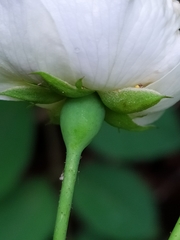 Rosa arvensis
