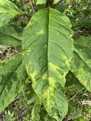 Pokeweed mosaic virus