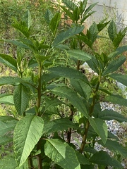 Pokeweed mosaic virus