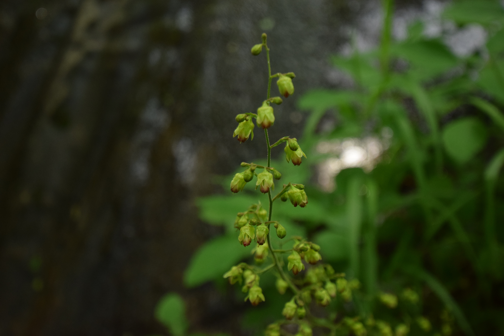 Heuchera pubescens