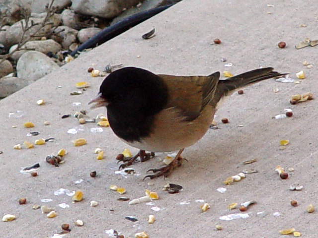 Dark eyed Junco Small Birds of Santa Cruz iNaturalist