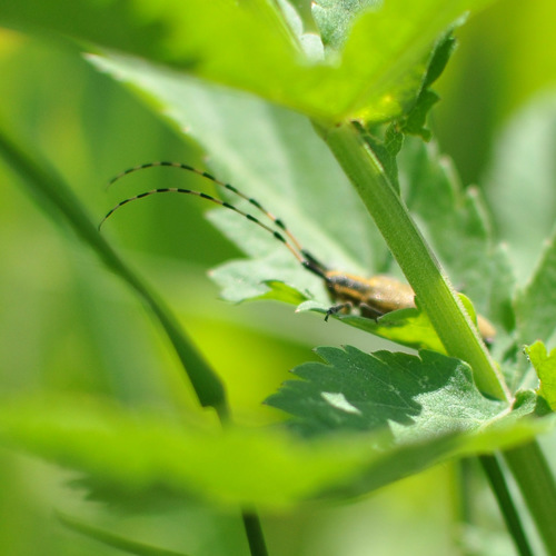 Golden-bloomed Longhorn Beetle (Agapanthia villosoviridescens)