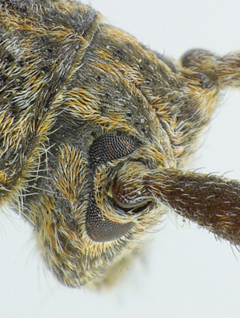 Mesosa nebulosa