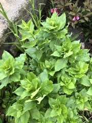 Platycodon grandiflorus