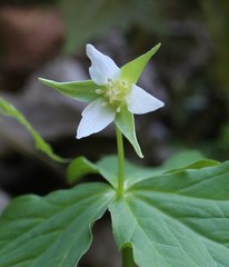 Trillium tschonoskii