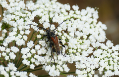 Stenopterus ater