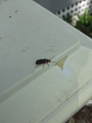 Atalantycha bilineata