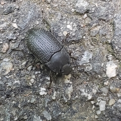 Asiopus minimus