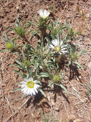 Townsendia grandiflora